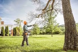 Best Tree Preservation Services  in Shelbyville, TN