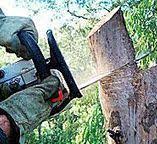 Best Fruit Tree Pruning  in Shelbyville, TN