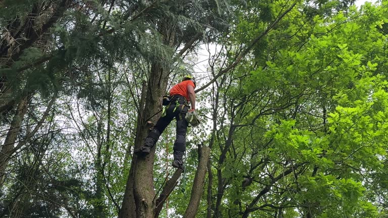 Best Utility Line Clearance  in Shelbyville, TN