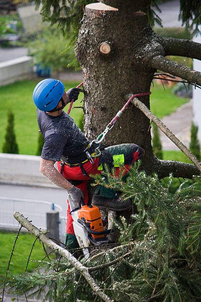 Best Storm Damage Tree Cleanup  in Shelbyville, TN