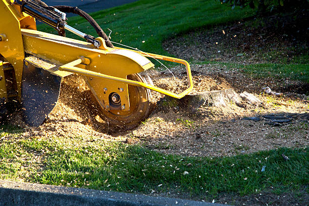 Best Lawn Mowing  in Shelbyville, TN